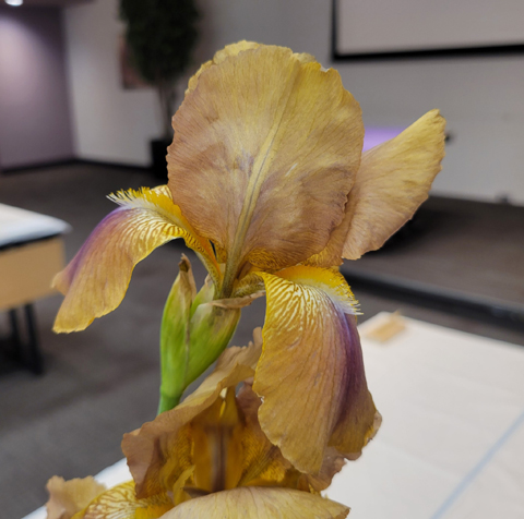 andi's seedling